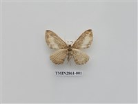 藏品(尺蛾587)的圖片